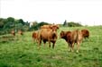 La-Bastide Frankrijk Limousin