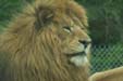 Dierentuin Reynou in Vigen