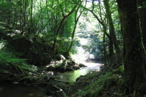 Beekje Valentine La-Bastide vakantiedomein Frankrijk Haute-Vienne bosbeek Nouvelle-Aquitaine beekje