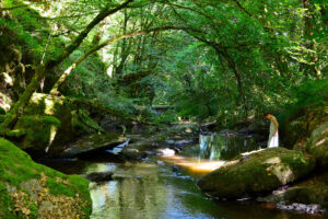 Beekje Valentine La-Bastide vakantiedomein Frankrijk Haute-Vienne bosbeek Nouvelle-Aquitaine
