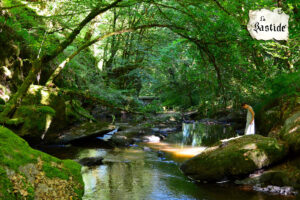 Beekje Valentine La-Bastide vakantiedomein Frankrijk Haute-Vienne bosbeek Nouvelle-Aquitaine
