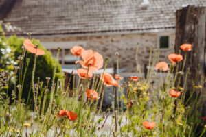 Vakantiedomein La-Bastide sfeerfoto met klaprozen